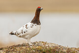Image. Willow Ptarmigan