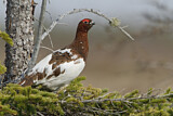 Image. Willow Ptarmigan
