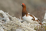 Image. Willow Ptarmigan