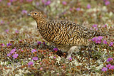 Image. Willow Ptarmigan