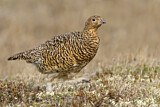 Image. Willow Ptarmigan