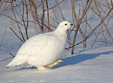 Image. Willow Ptarmigan