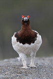 Image. Willow Ptarmigan