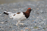 Image. Willow Ptarmigan