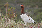 Image. Willow Ptarmigan