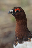Image. Willow Ptarmigan
