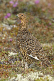 Image. Willow Ptarmigan