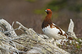 Image. Willow Ptarmigan