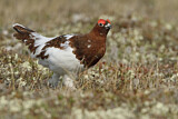 Image. Willow Ptarmigan