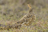 Image. Willow Ptarmigan