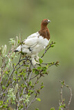 Image. Willow Ptarmigan