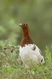Image. Willow Ptarmigan