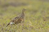 Image. Willow Ptarmigan