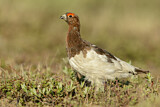 Image. Willow Ptarmigan