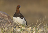 Image. Willow Ptarmigan