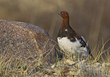 Image. Willow Ptarmigan