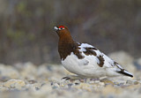 Image. Willow Ptarmigan