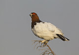 Image. Willow Ptarmigan