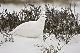 Image. Willow Ptarmigan