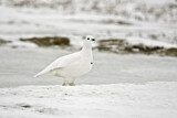 Image. Willow Ptarmigan