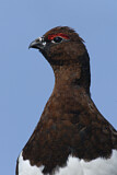 Image. Willow Ptarmigan