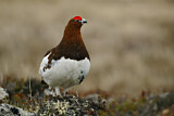 Image. Willow Ptarmigan