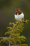 Image. Willow Ptarmigan
