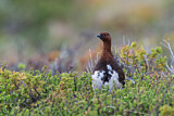 Image. Willow Ptarmigan