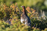 Image. Willow Ptarmigan