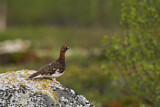 Image. Willow Ptarmigan
