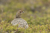 Image. Willow Ptarmigan