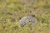 Image. Willow Ptarmigan