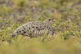 Image. Willow Ptarmigan