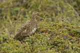Image. Willow Ptarmigan