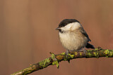 Image. Willow Tit