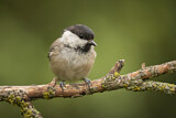 Image. Willow Tit