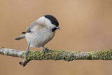 Image. Willow Tit