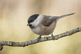 Image. Willow Tit