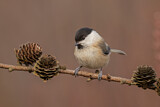 Image. Willow Tit