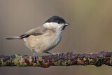 Image. Willow Tit