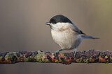 Image. Willow Tit