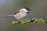 Image. Willow Tit