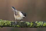 Image. Willow Tit