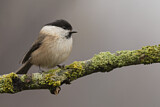 Image. Willow Tit