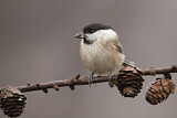 Image. Willow Tit