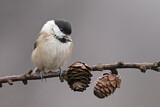 Image. Willow Tit