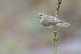 Image. Willow Warbler