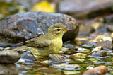 Image. Willow Warbler