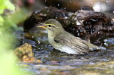 Image. Willow Warbler
