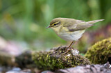 Image. Willow Warbler